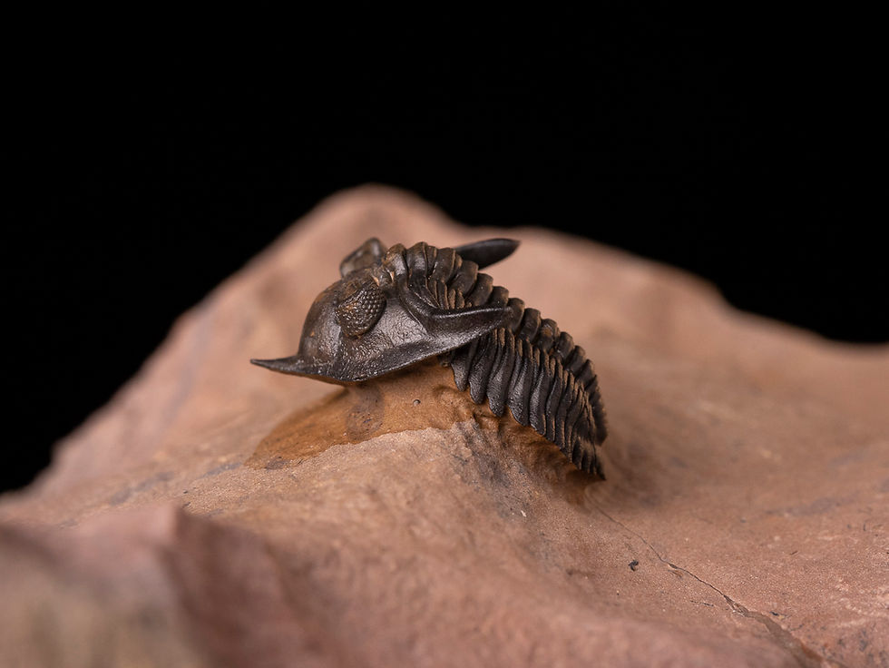 Miniatura: Trilobite del devónico Minicryphaeus minimus