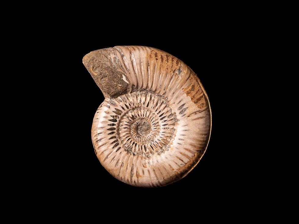 Thumbnail: Ammonite del jurásico superior Perisphinctes virguloides