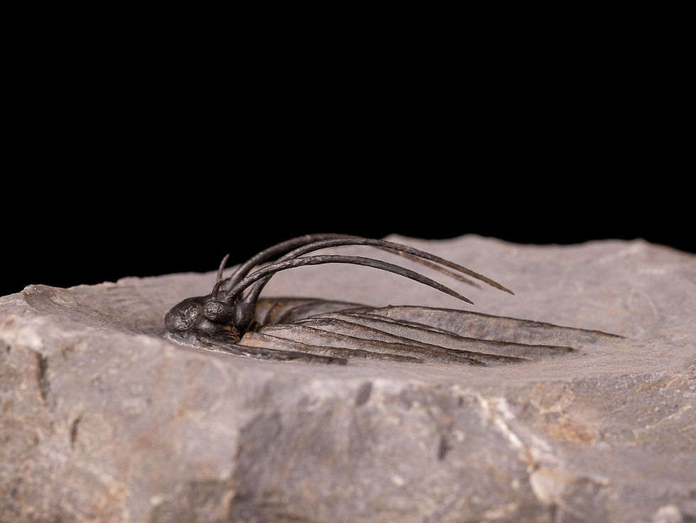 Miniatura: Impresionante trilobite del devónico inferior Heliopeltis johnsoni