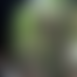 Monkey looks at people looking at him