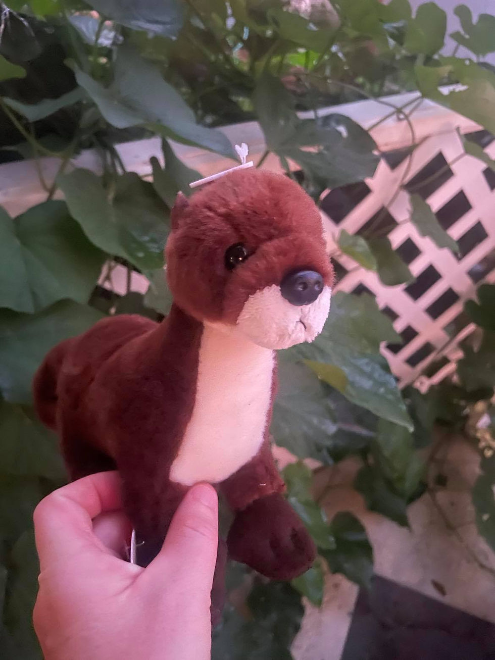 Purchased a sea otter from the gift shop
