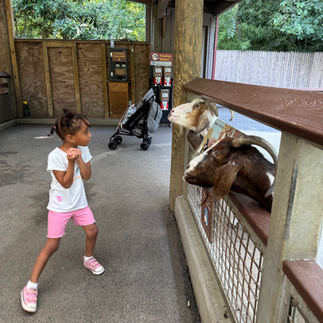 little girl scared of goats at the petting zoo in the Bronx Zoo