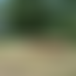 Bronx Zoo Monorail ride goes by horses and many species