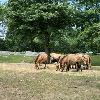 Bronx Zoo Monorail ride goes by horses and many species