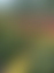 Vibrant Roses at the International Rose Test Garden