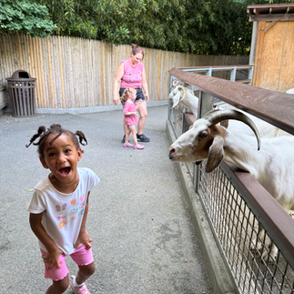 Feeding the goats at the Bronx Zoo