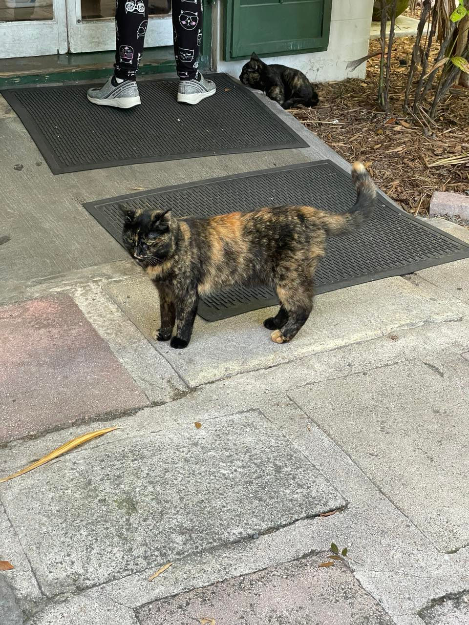 Hemmingway cats