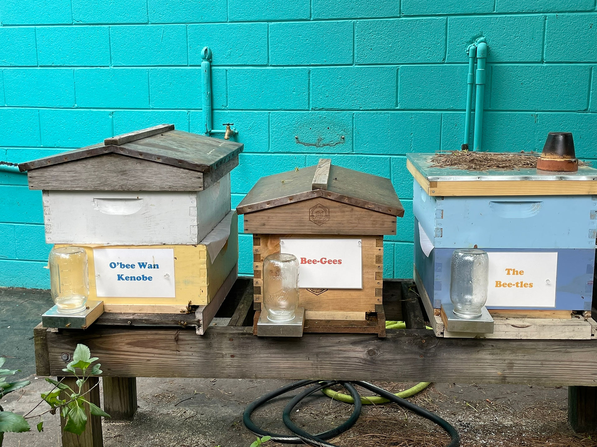 Some of the bee boxes