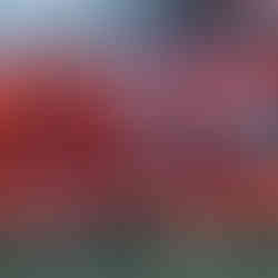 Pisa 1x6 Canário | XXI Copa Amstel