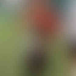 Pisa Recreativo 4x3 Inocentes | 66º Mega Festival Bola Show