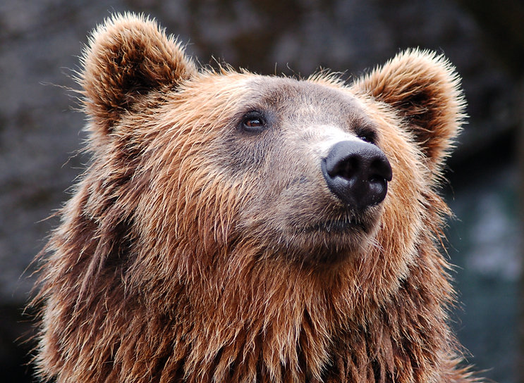 Brown Bear