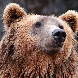 Brown Bear
