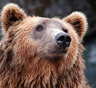 Brown Bear