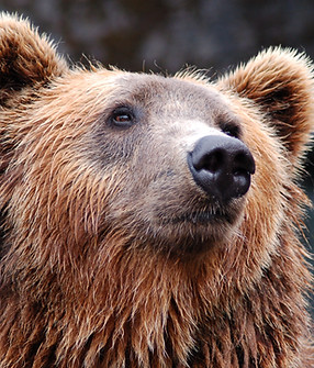 Brown Bear