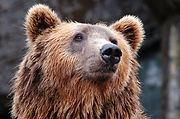 ours brun