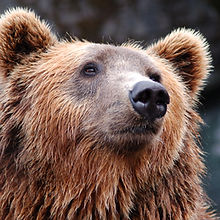 Brown Bear