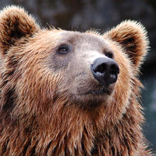 February-Bear