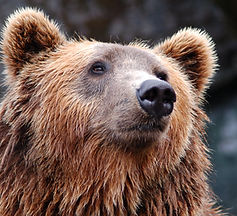Brown Bear