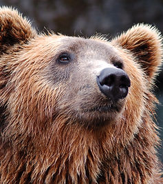 Brown Bear