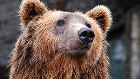 Market Declines 3: Bear Market Territory