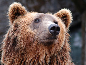 🐻 La porte de l'OUEST de la Roue Médecine...