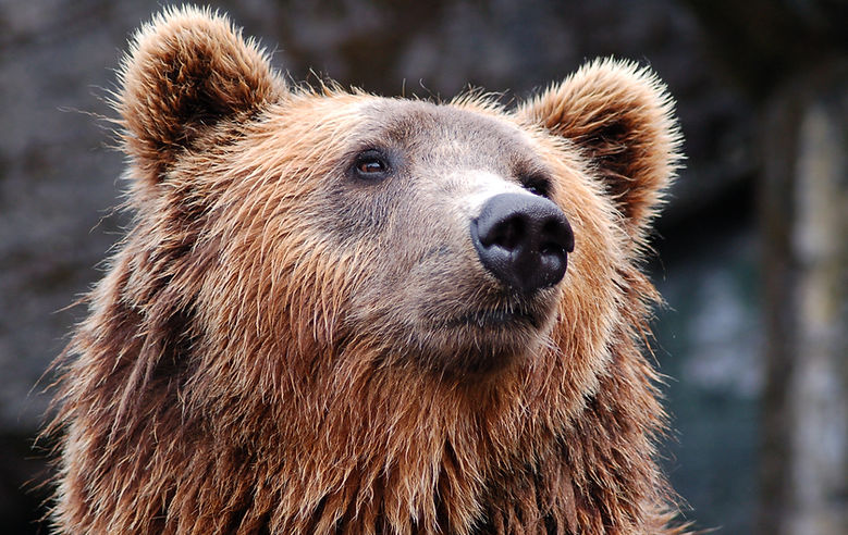 Brown Bear