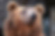 Brown Bear