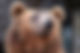 Brown Bear