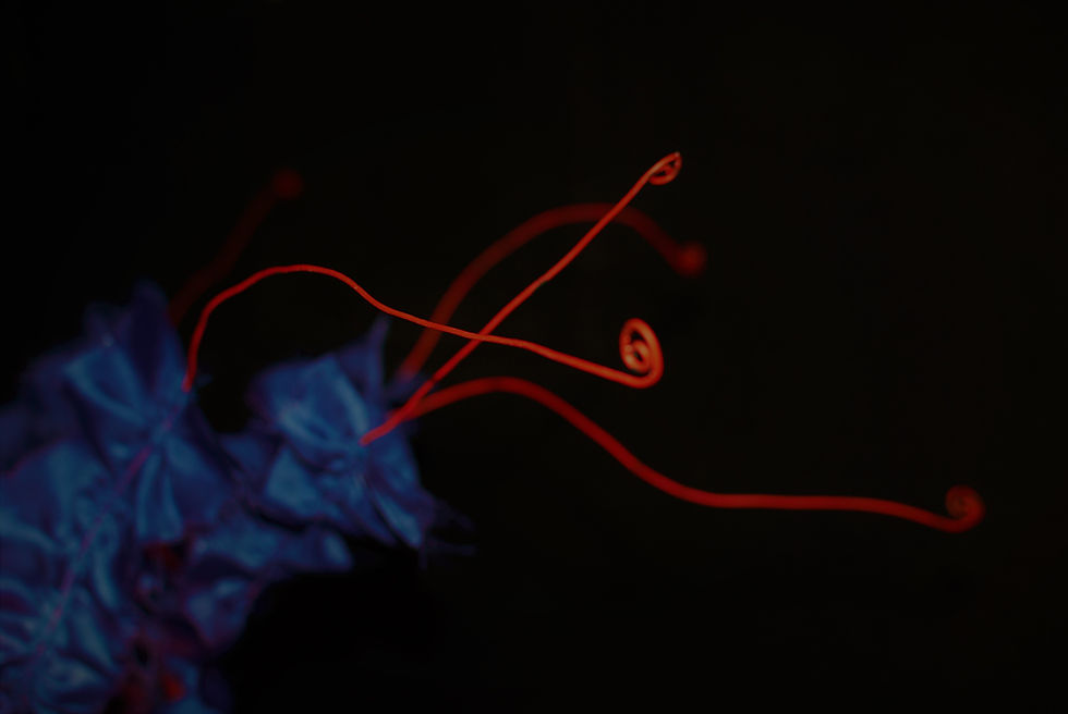 Thumbnail: Objekt : Seeanemone