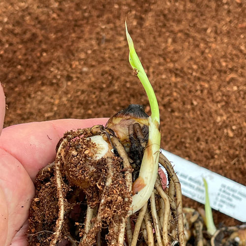 canna出品 Canna indica (3 x tubers) | Blue Nurseries Ltd