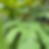 Thumbnail: Tetrapanax papyrifera 'Rex'