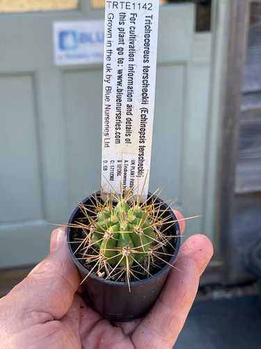 Trichocereus terscheckii | Blue Nurseries Ltd