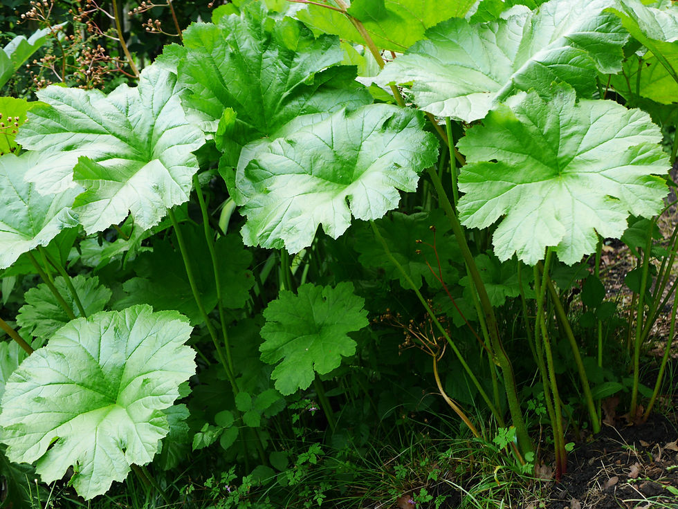 Darmera peltata big leaves