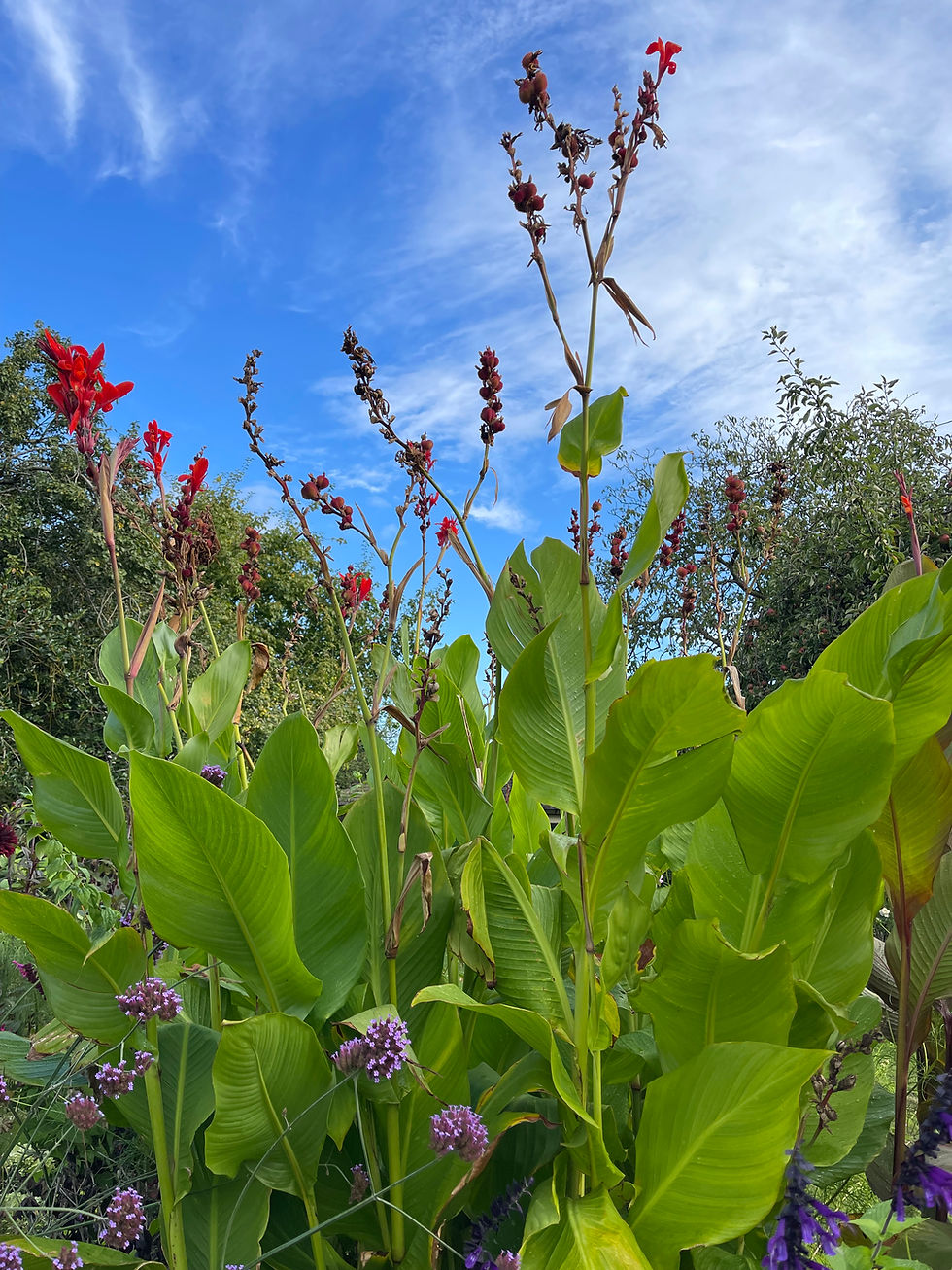 Canna Marabout seeds available at Blue Nurseries Ltd
