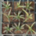 Thumbnail: Agave toumeyana var. bella