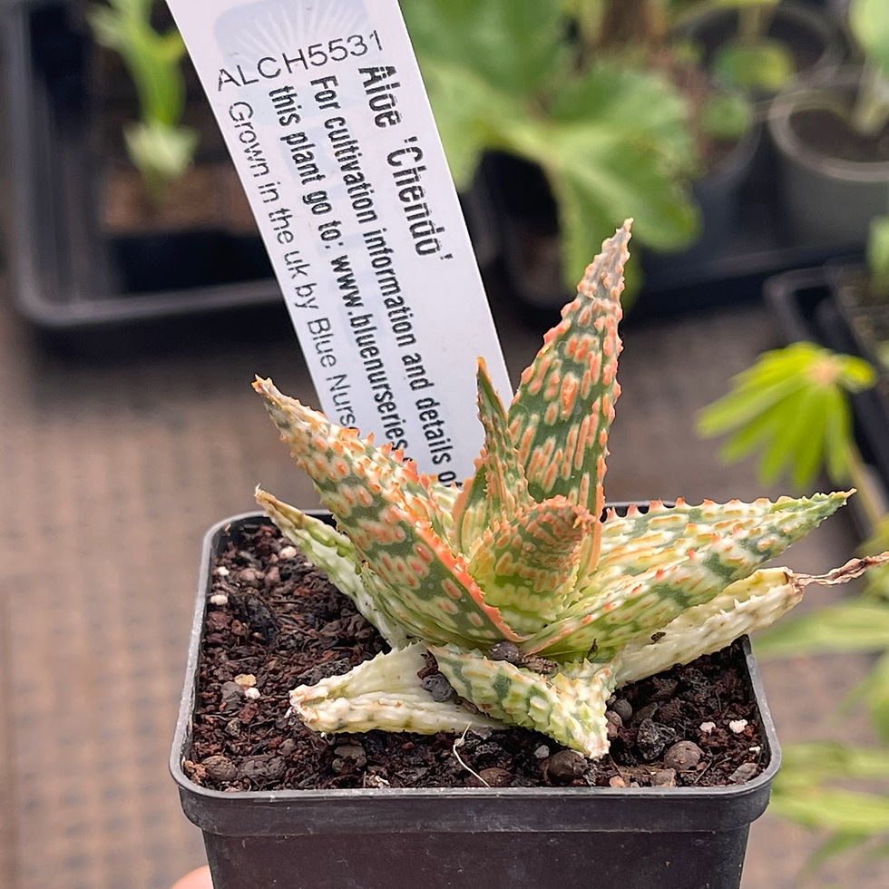 Thumbnail: Aloe 'Chendo' hybrid Aloe