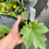 Thumbnail: Tetrapanax papyrifera 'Rex' for sale