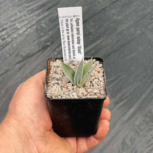 Agave parryi subsp. 'Giant' | Blue Nurseries Ltd