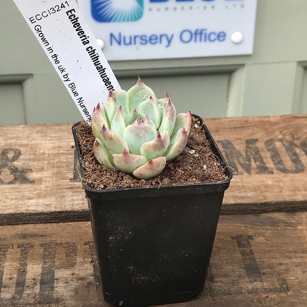 Thumbnail: Echeveria chihuahuaensis