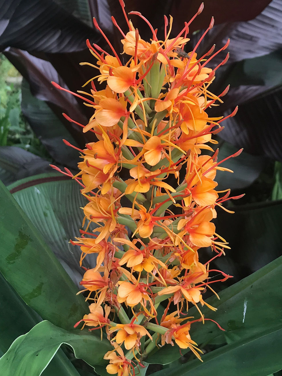 Hedychium coccineum 'Tara' in flower
