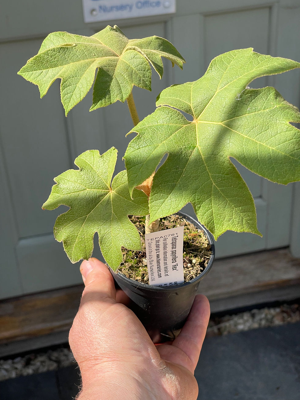 Thumbnail: Tetrapanax papyrifera 'Rex'