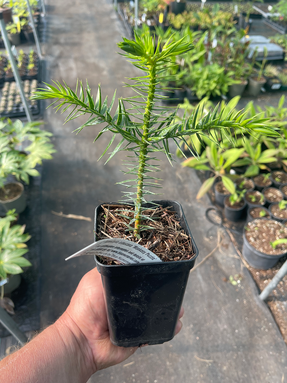 Thumbnail: Araucaria araucana