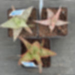 Three Hybrid Aloe plants for sale