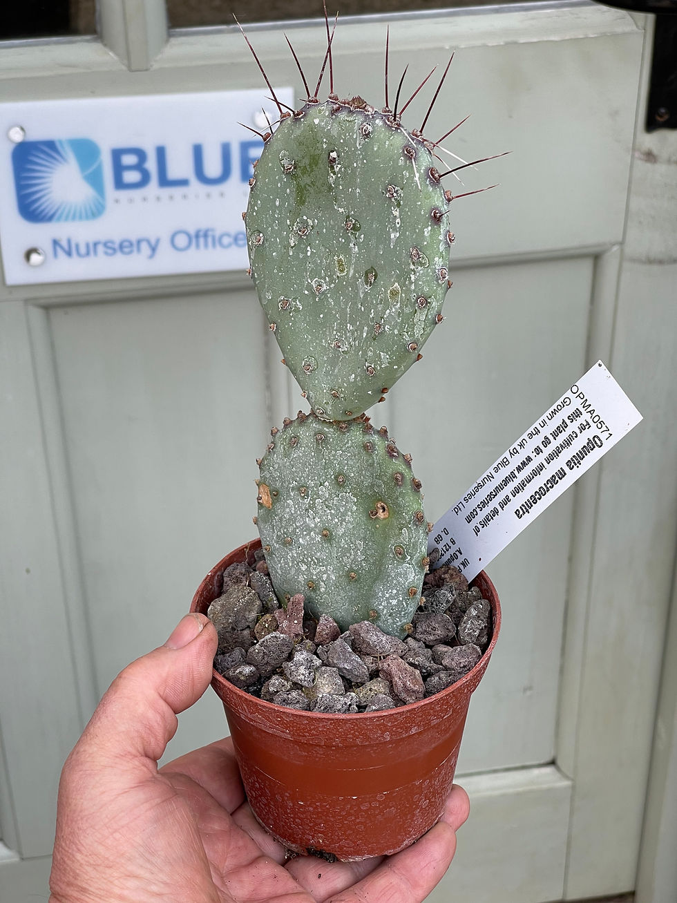 Thumbnail: Opuntia macrocentra