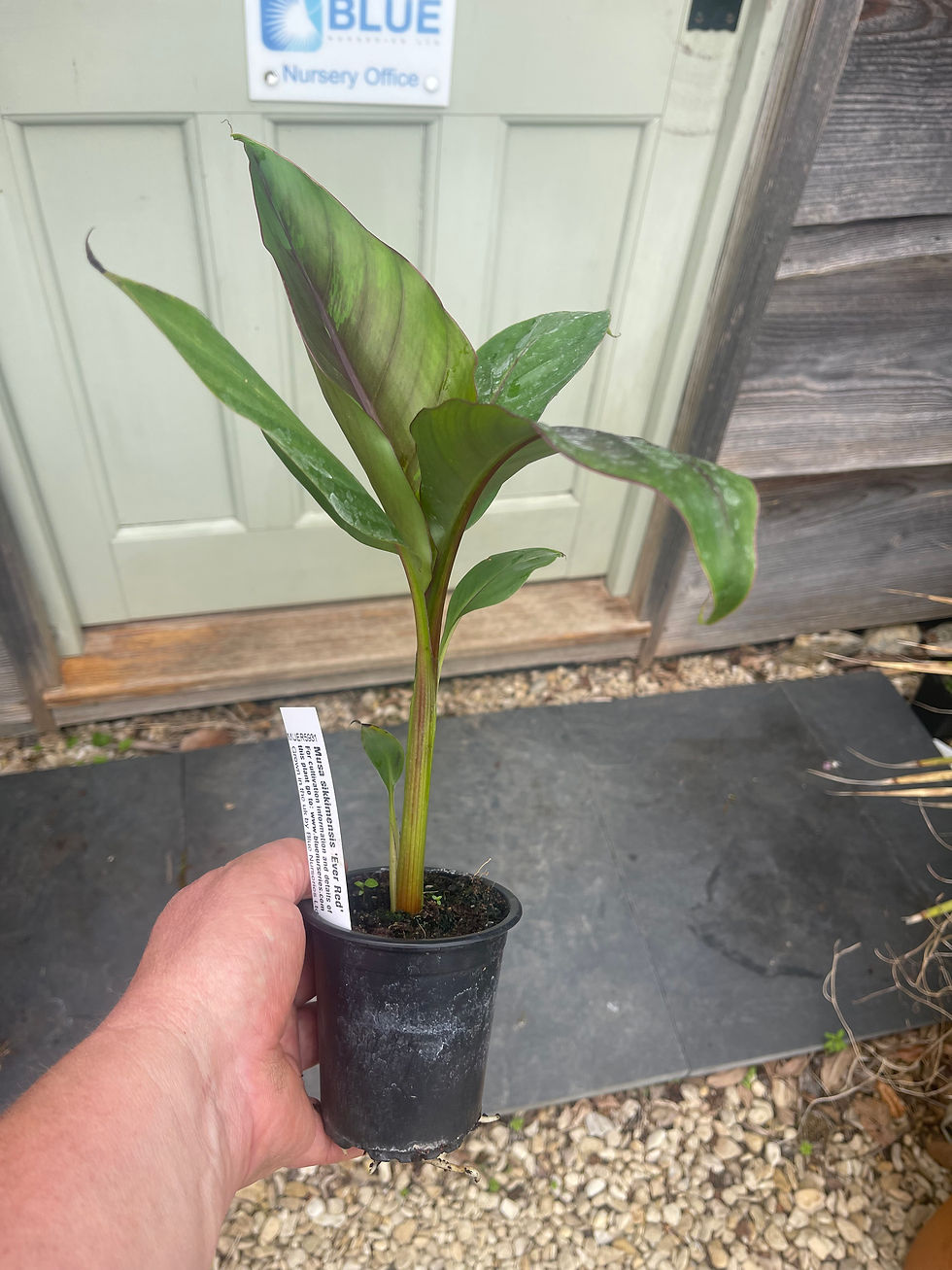 Thumbnail: Musa sikkimensis 'Ever red'