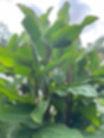 Canna musifolia 'Grande' growing at Blue Nurseries garden