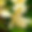 Thumbnail: Hedychium flavescens