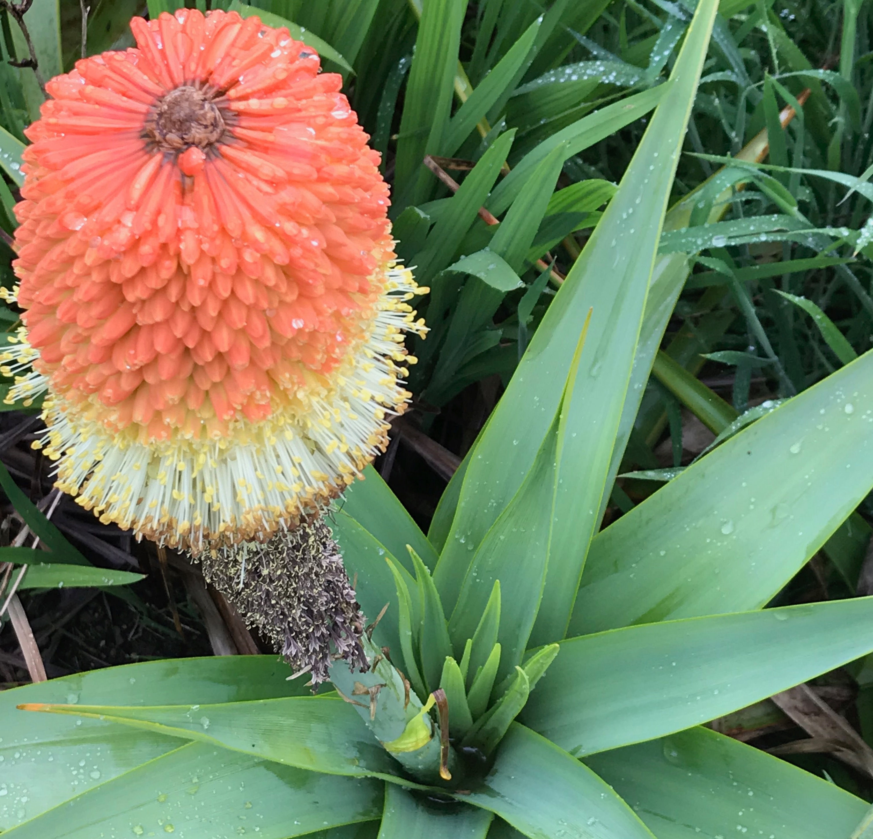 Kniphofia Northiae