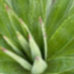 Yucca aloifolia at blue nurseries ltd