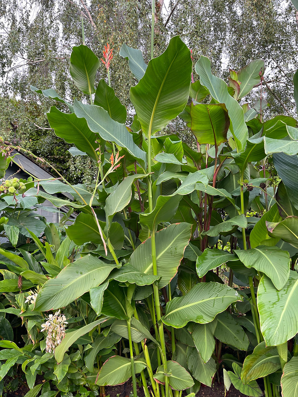 Canna altensteinii seeds. foliage seen in this image